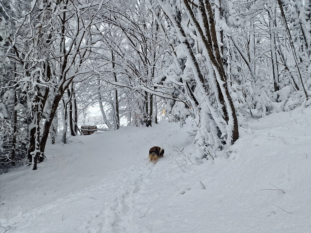 Sveta Planina, 21. 2. 2026