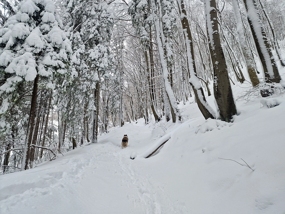 Sveta Planina, 21. 2. 2026