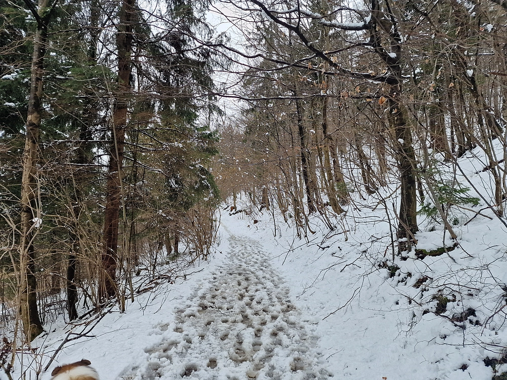 Sveta Planina, 21. 2. 2026