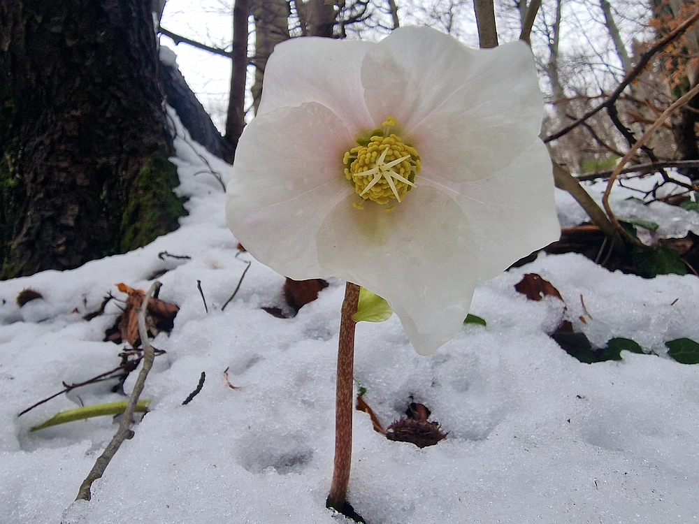 Sveta Planina, 21. 2. 2026