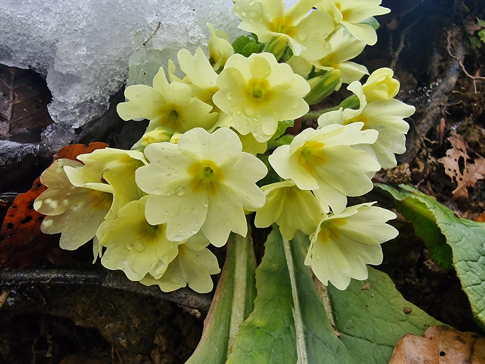 Sveta Planina, 21. 2. 2026