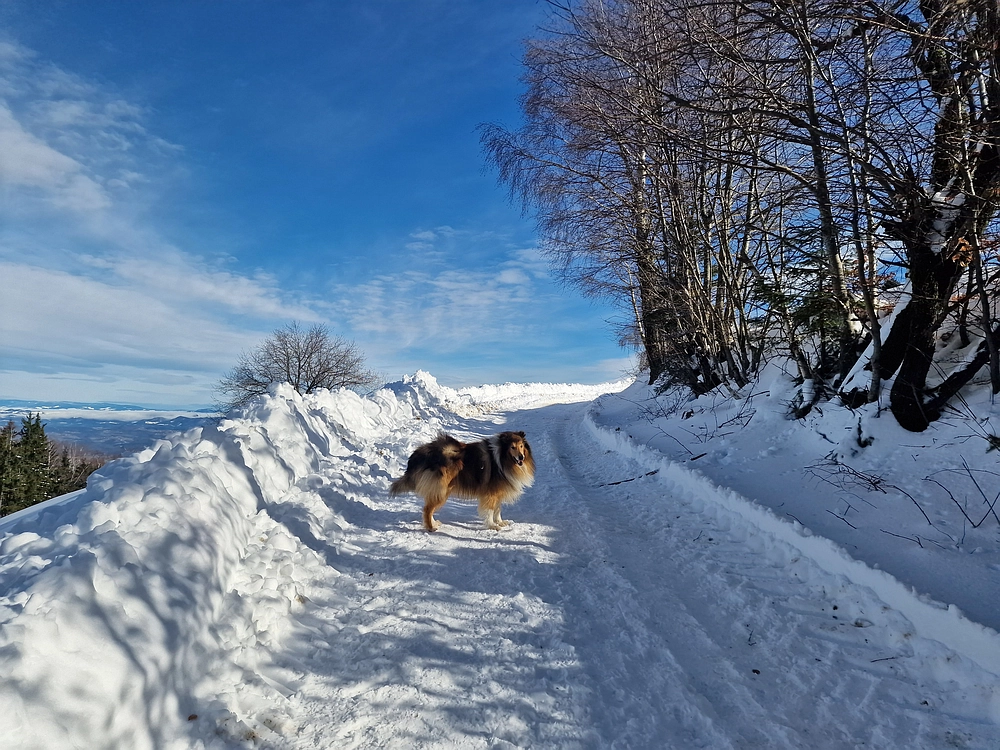 Mrzlica, 22. 1. 2026