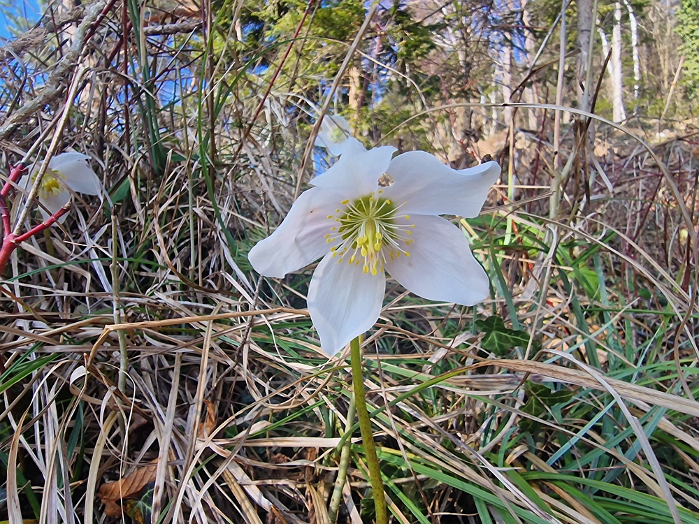 Jesenovo - Čemšeniška planina, 1. 3. 2026