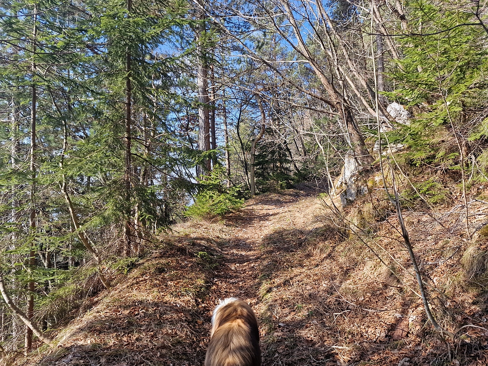 Jesenovo - Čemšeniška planina, 1. 3. 2026