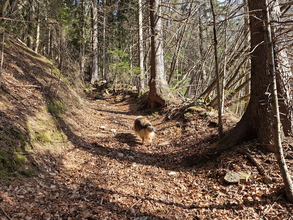 Jesenovo - Čemšeniška planina, 1. 3. 2026