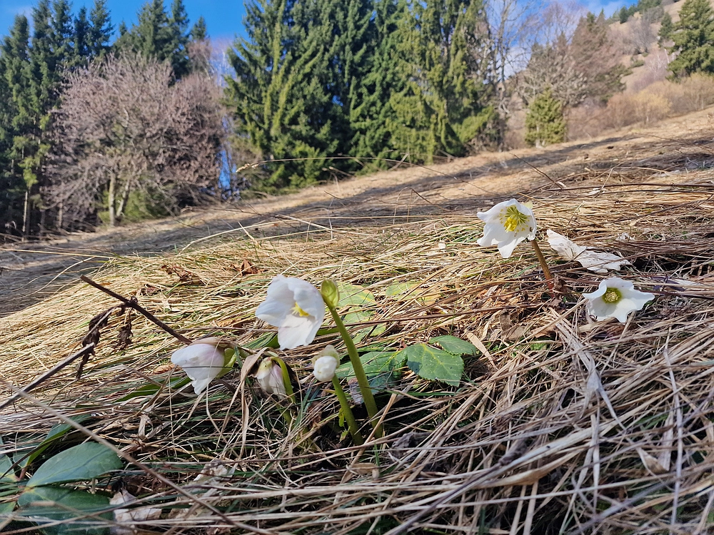 Jesenovo - Čemšeniška planina, 1. 3. 2026