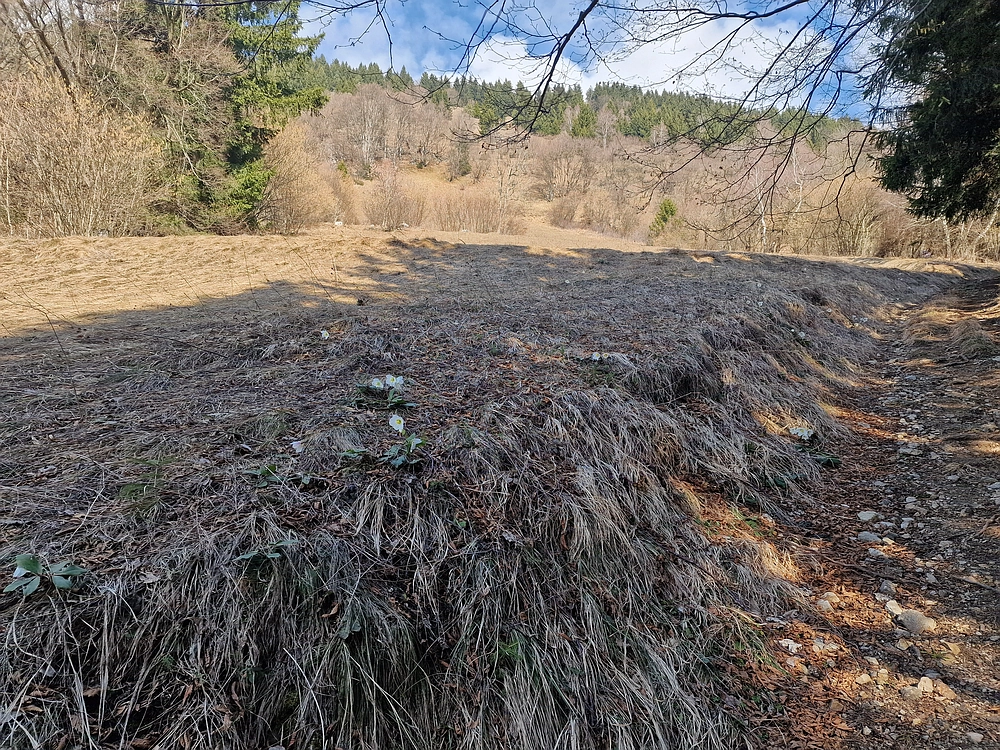 Jesenovo - Čemšeniška planina, 1. 3. 2026
