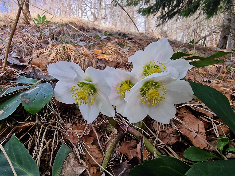 Jesenovo - Čemšeniška planina, 1. 3. 2026