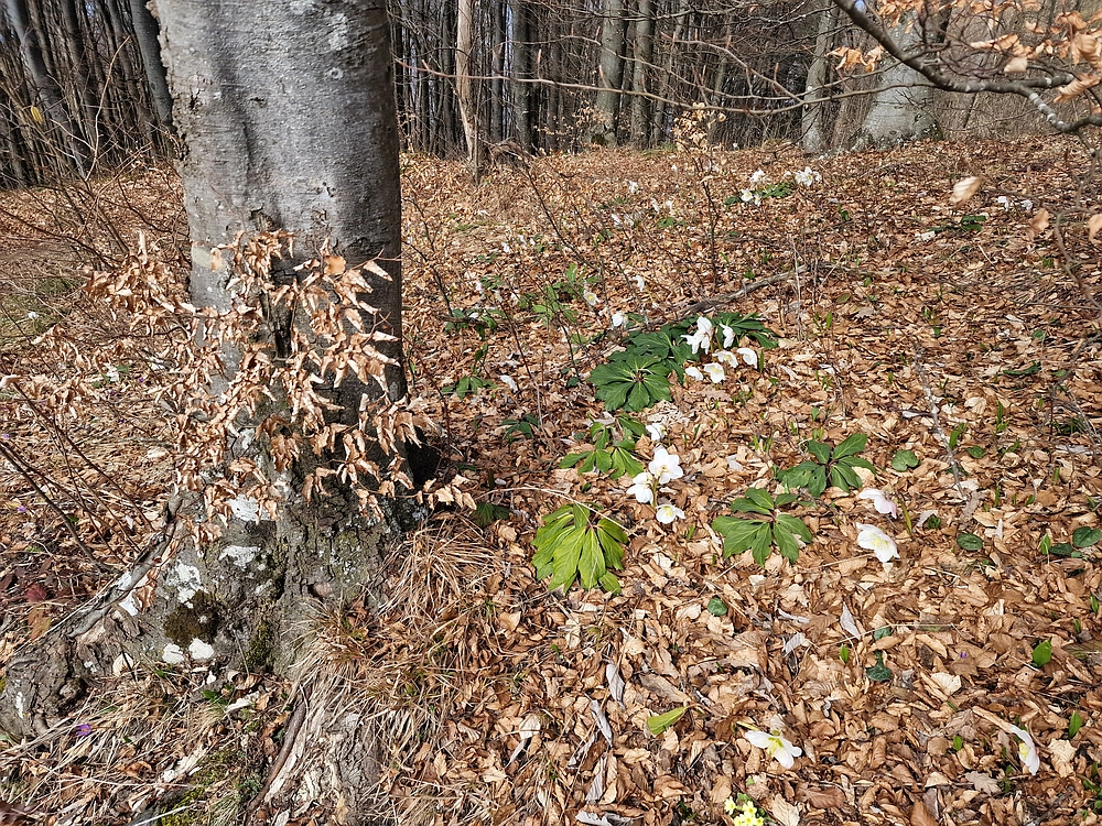 Jesenovo - Čemšeniška planina, 1. 3. 2026