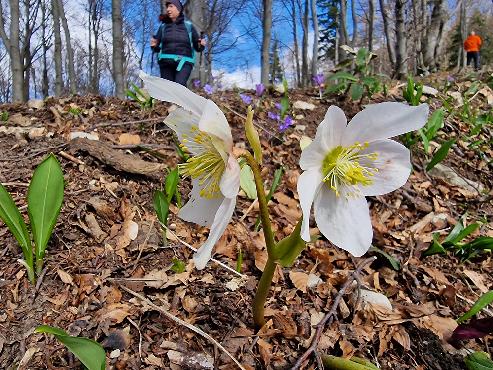 Jesenovo - Čemšeniška planina, 1. 3. 2026
