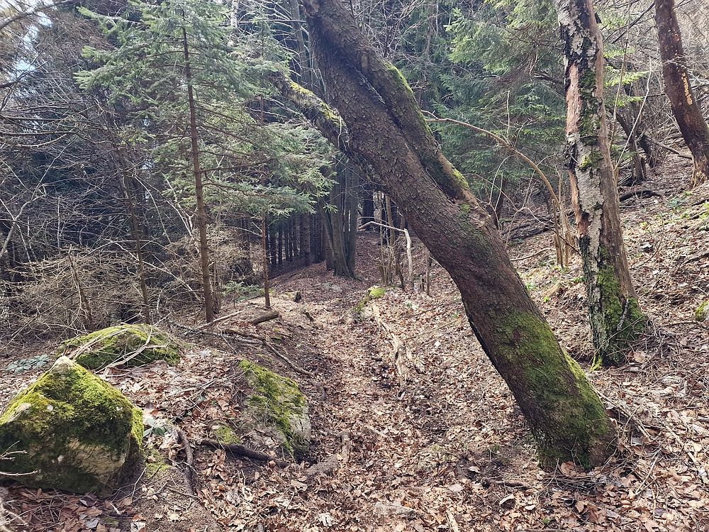 Jesenovo - Čemšeniška planina, 1. 3. 2026