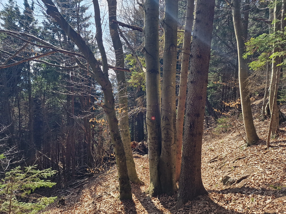 Jesenovo - Čemšeniška planina, 1. 3. 2026