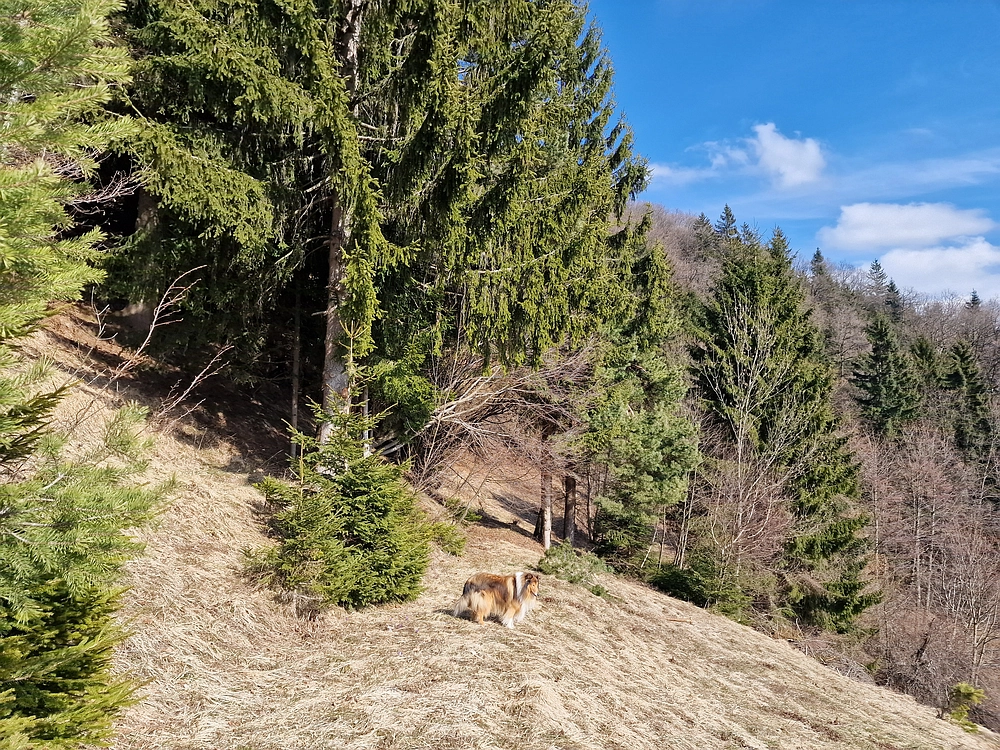 Jesenovo - Čemšeniška planina, 1. 3. 2026