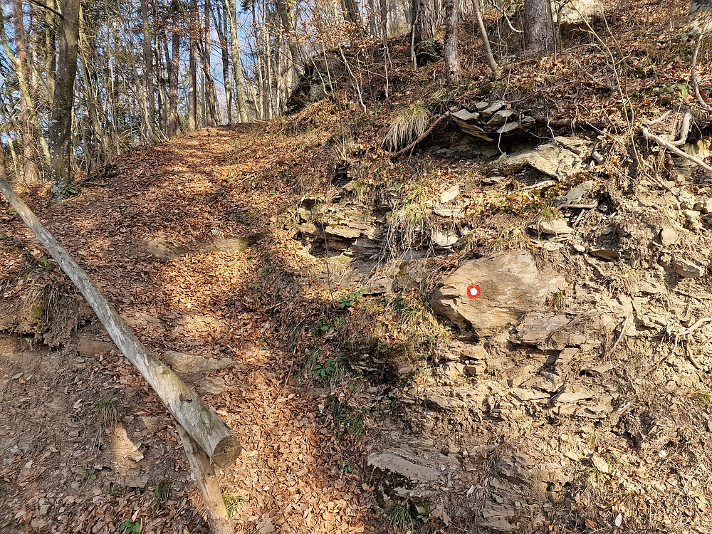 Kislica, Špičasti vrh, 8. 3. 2026