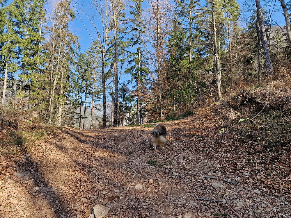 Kislica, Špičasti vrh, 8. 3. 2026