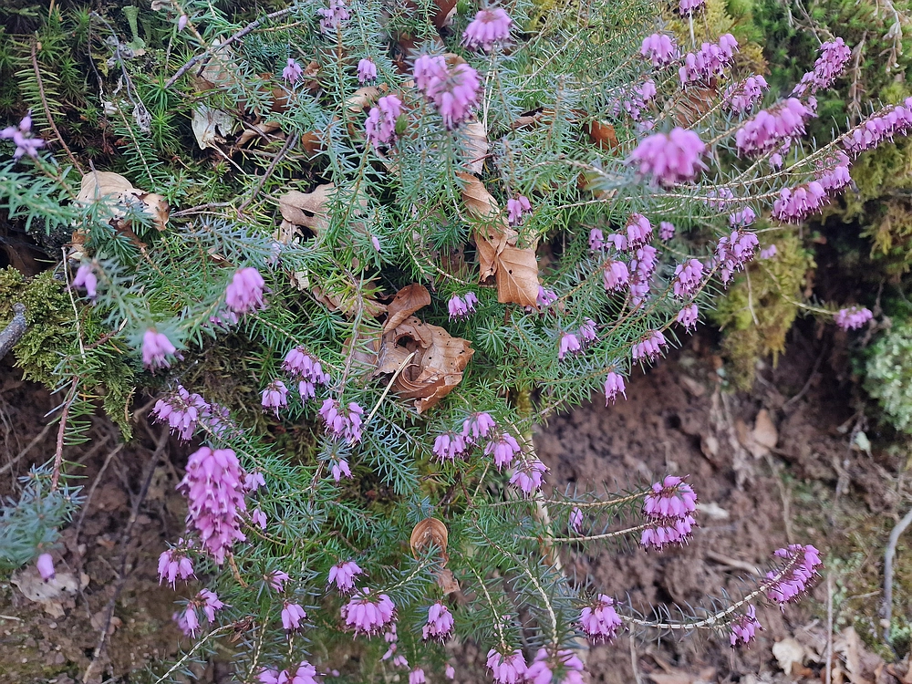 Kislica, Špičasti vrh, 8. 3. 2026