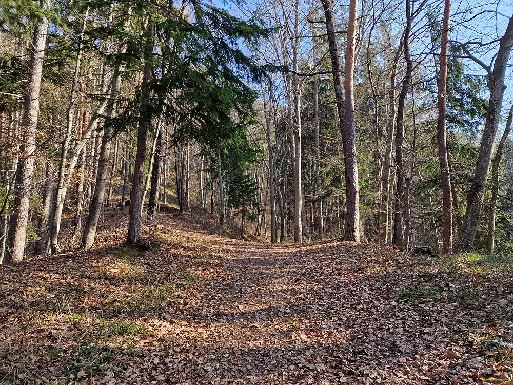 Kislica, Špičasti vrh, 8. 3. 2026