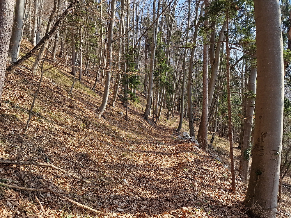 Kislica, Špičasti vrh, 8. 3. 2026