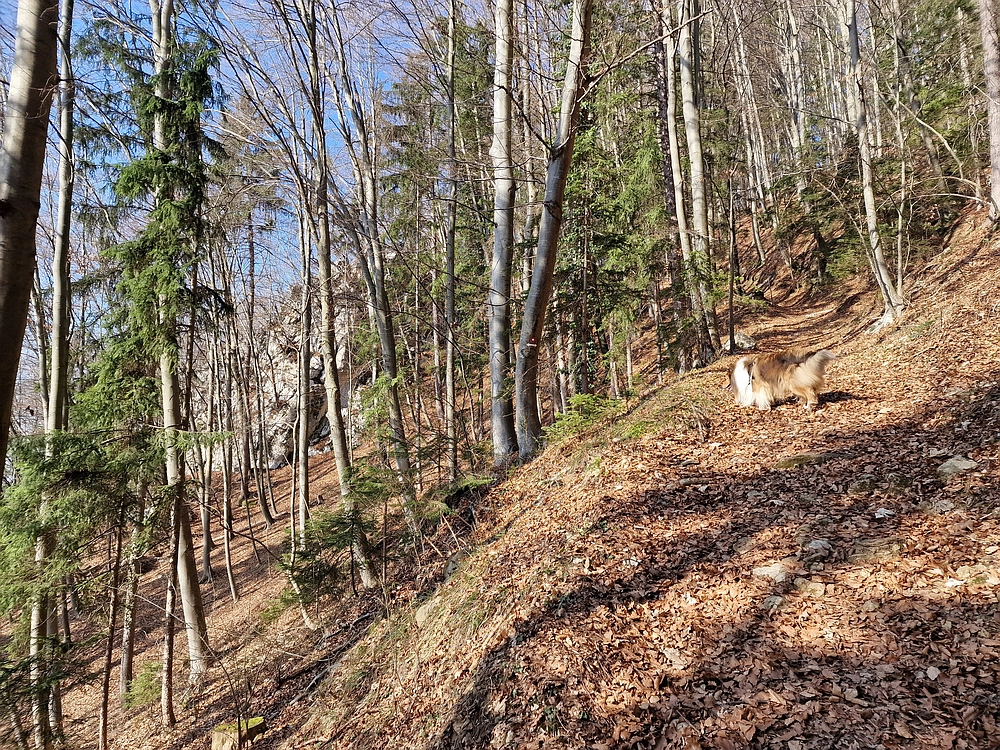 Kislica, Špičasti vrh, 8. 3. 2026