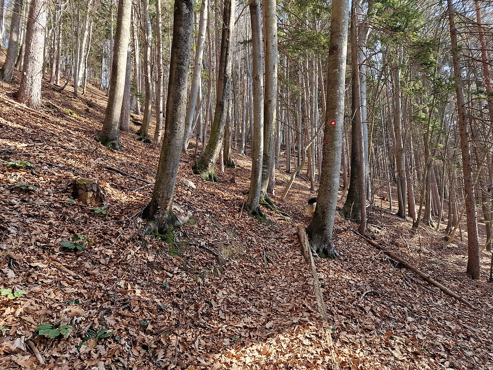 Kislica, Špičasti vrh, 8. 3. 2026