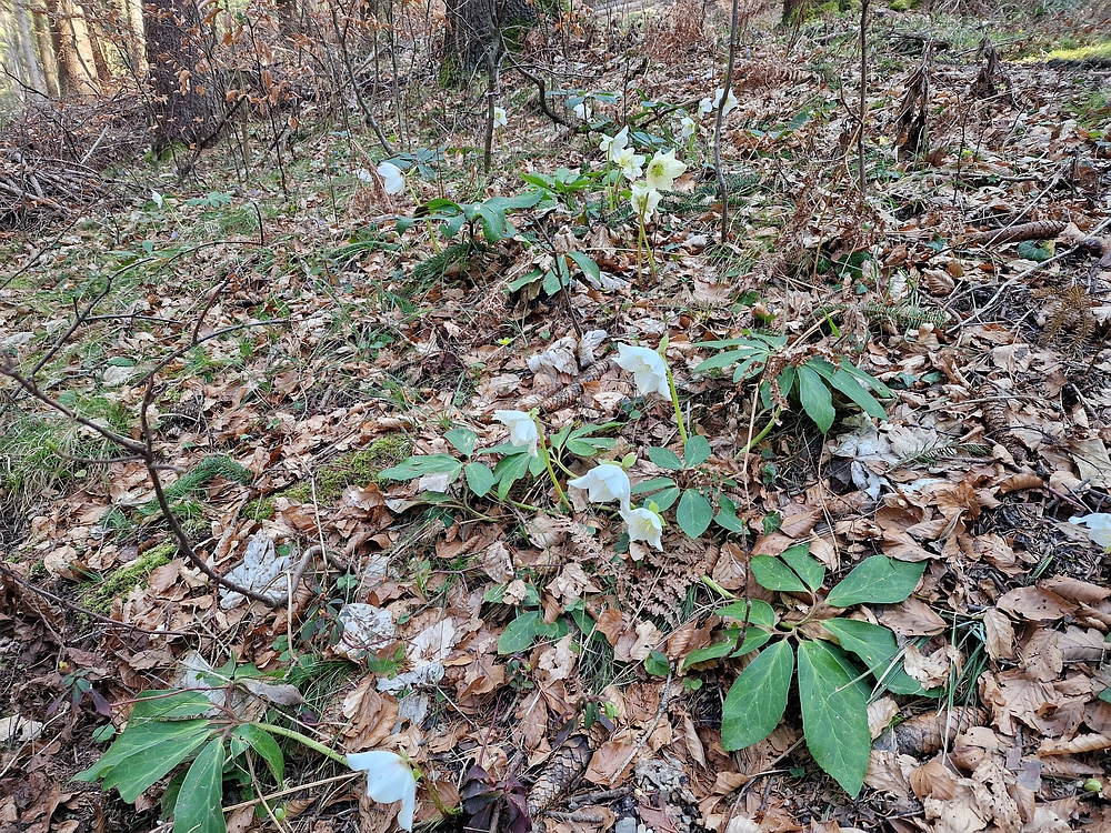 Kislica, Špičasti vrh, 8. 3. 2026
