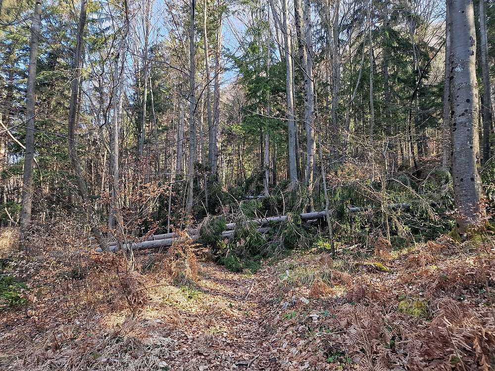 Kislica, Špičasti vrh, 8. 3. 2026