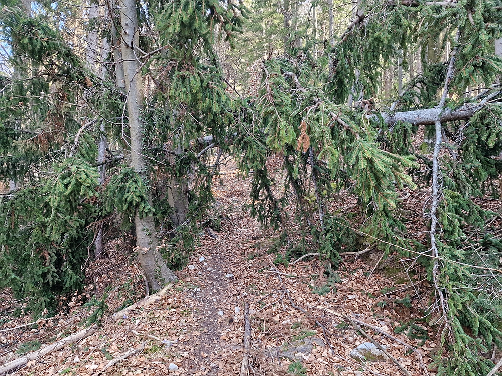 Kislica, Špičasti vrh, 8. 3. 2026