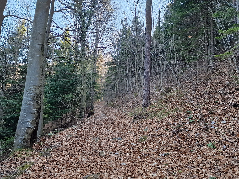 Kislica, Špičasti vrh, 8. 3. 2026