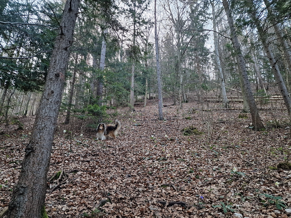 Kislica, Špičasti vrh, 8. 3. 2026