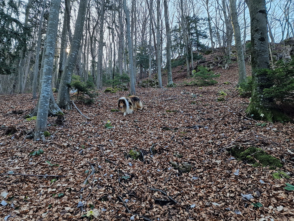 Kislica, Špičasti vrh, 8. 3. 2026