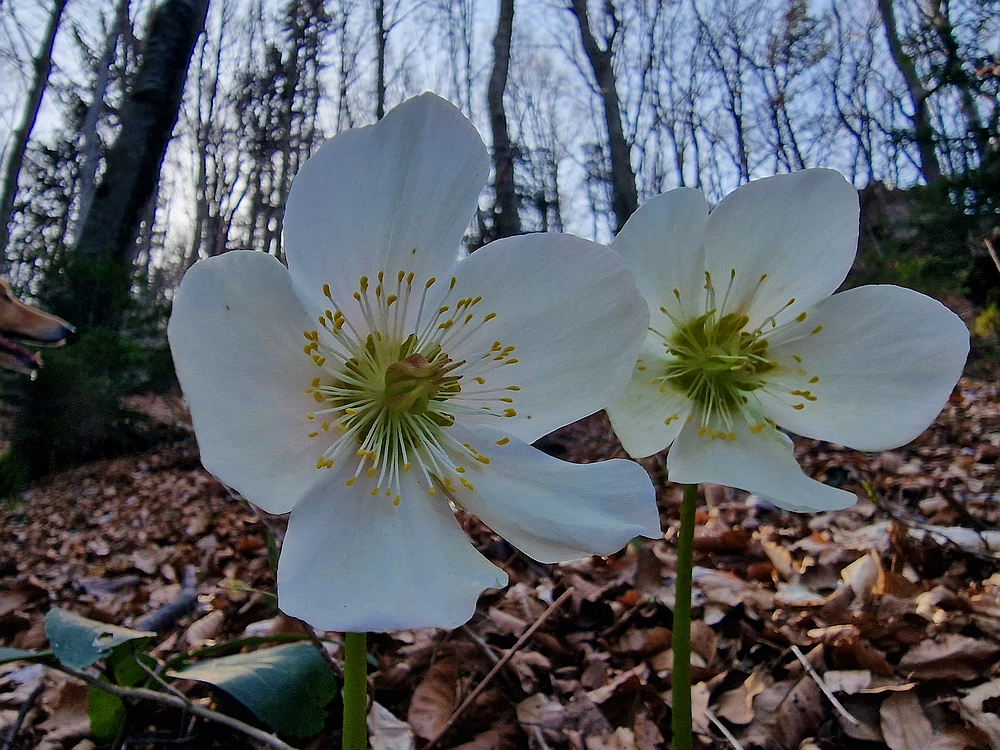 Kislica, Špičasti vrh, 8. 3. 2026