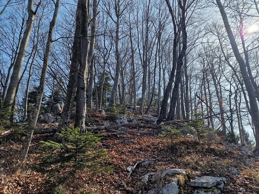 Kislica, Špičasti vrh, 8. 3. 2026