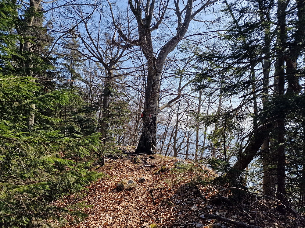 Kislica, Špičasti vrh, 8. 3. 2026