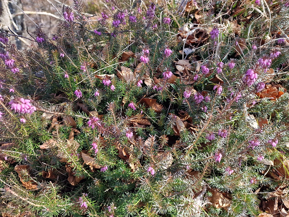 Kislica, Špičasti vrh, 8. 3. 2026