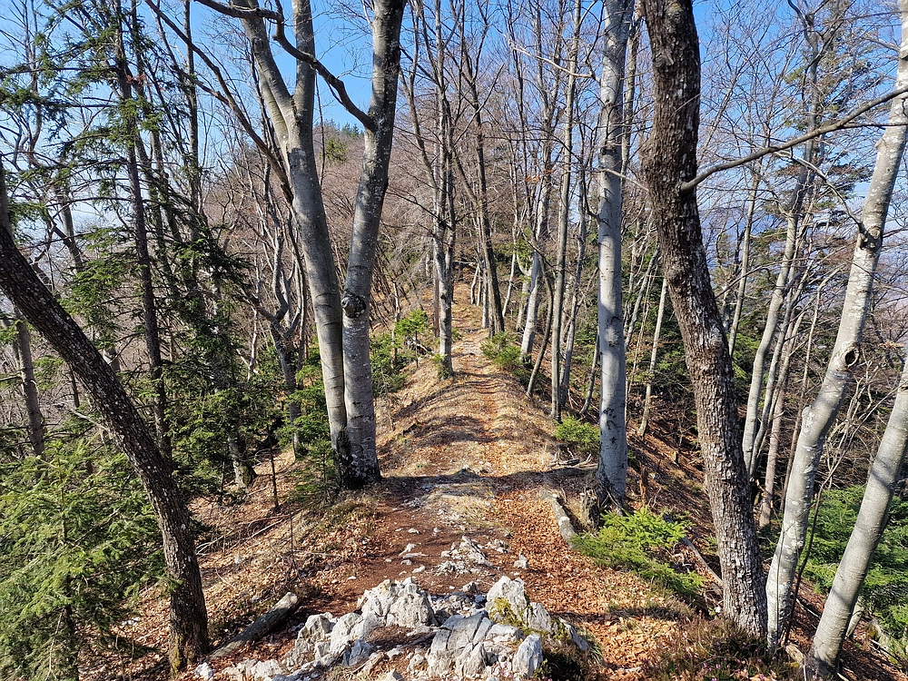 Kislica, Špičasti vrh, 8. 3. 2026