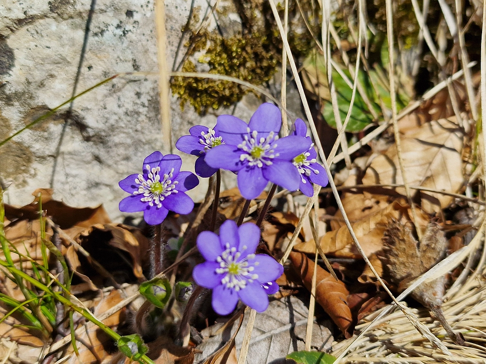Kislica, Špičasti vrh, 8. 3. 2026