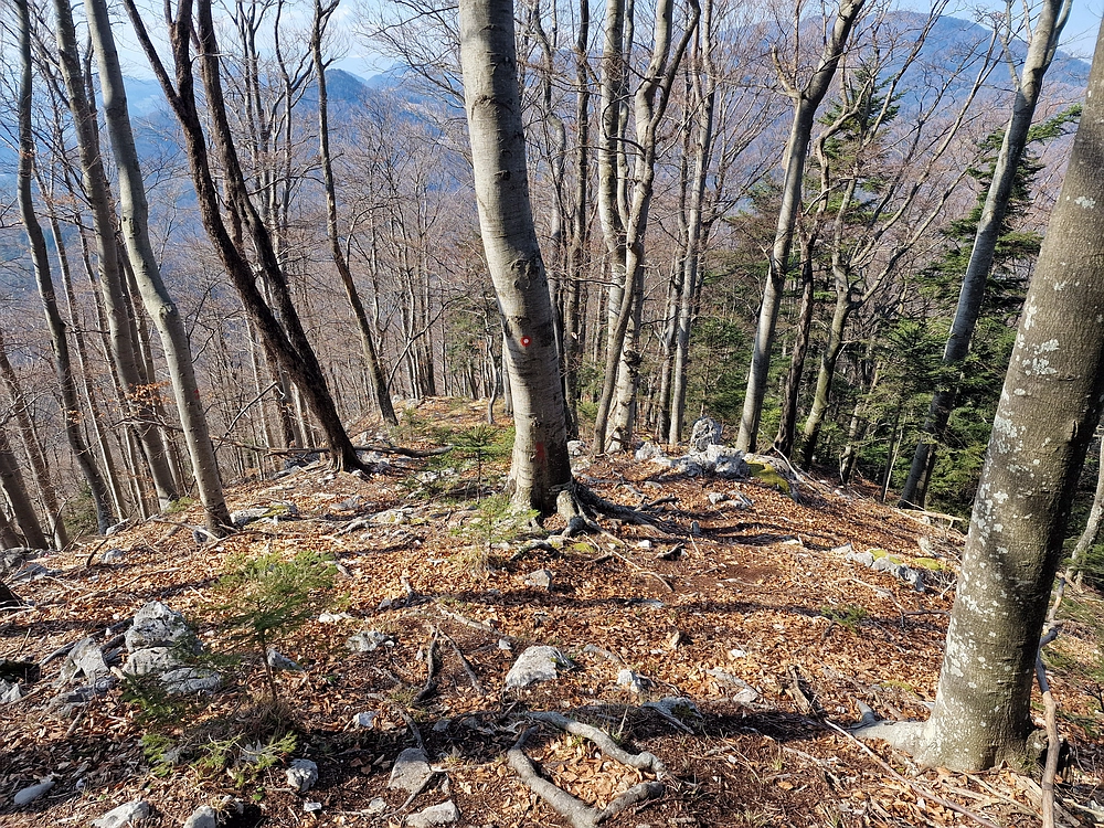 Kislica, Špičasti vrh, 8. 3. 2026