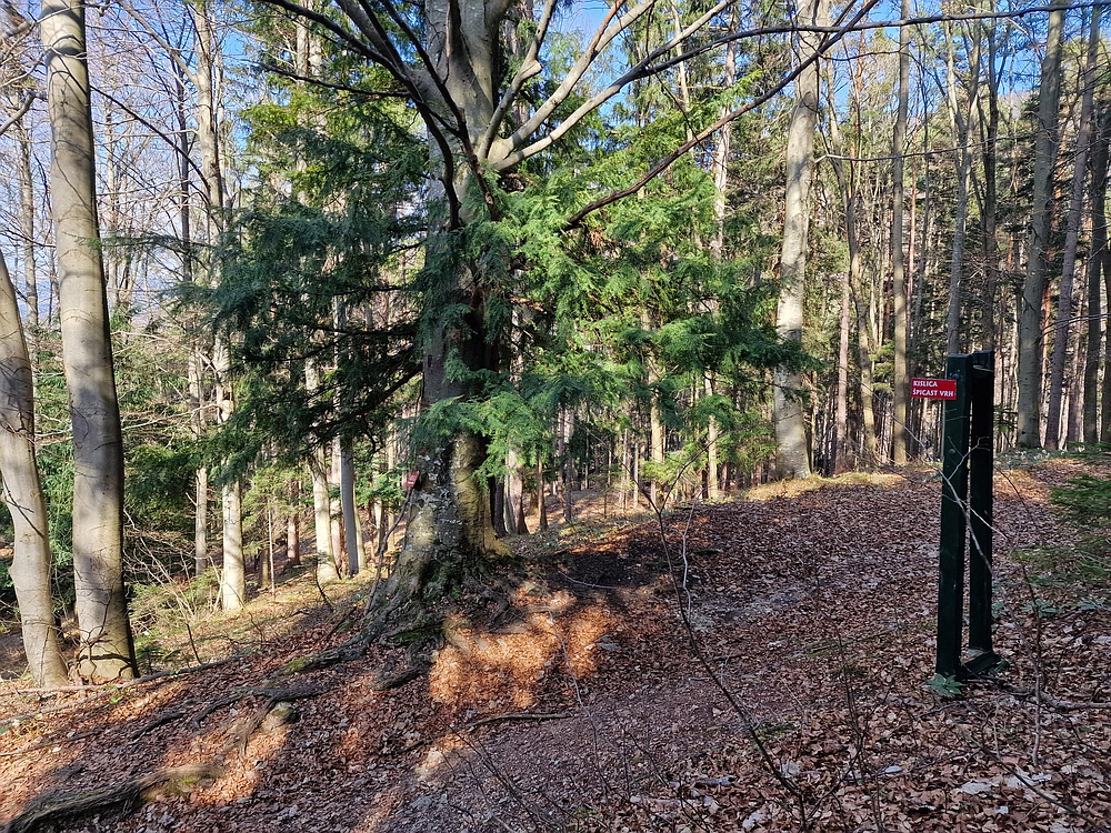 Kislica, Špičasti vrh, 8. 3. 2026