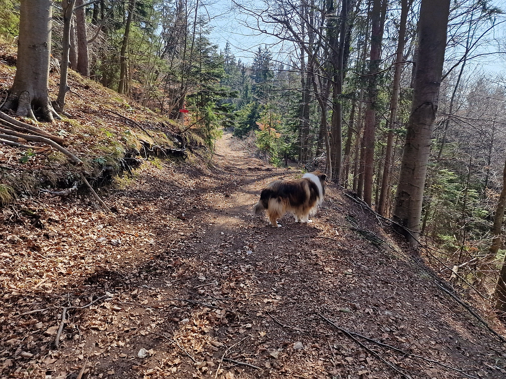 Kislica, Špičasti vrh, 8. 3. 2026