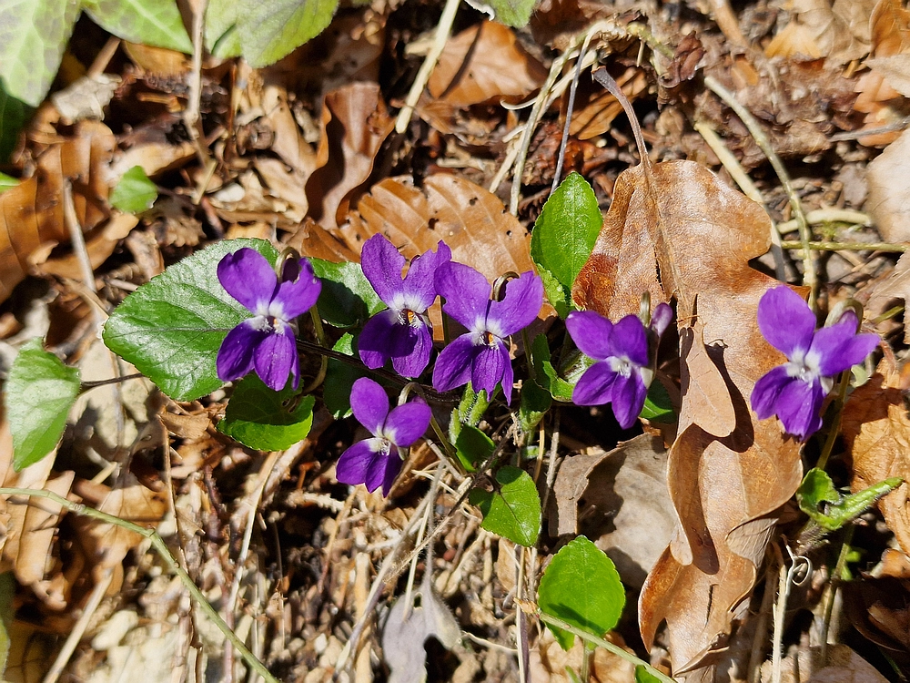 Kislica, Špičasti vrh, 8. 3. 2026