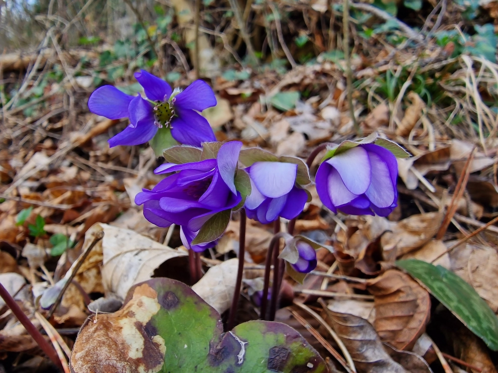 Hum nad Laškim, 14. 3. 2026