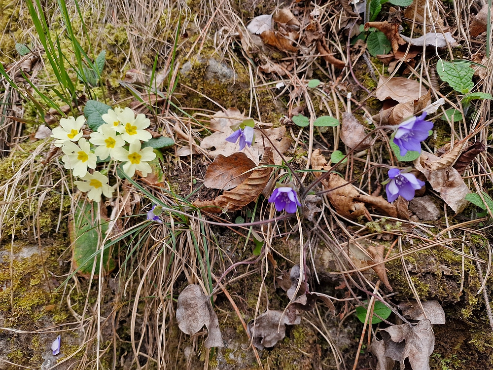 Hum nad Laškim, 14. 3. 2026