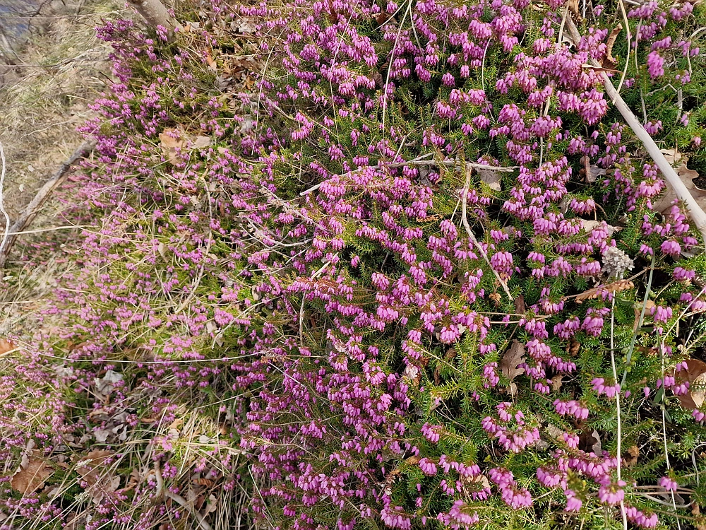 Hum nad Laškim, 14. 3. 2026