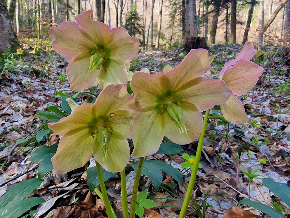 Stolpnik, 15. 3. 2026
