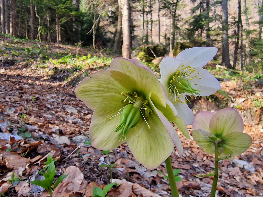 Stolpnik, 15. 3. 2026