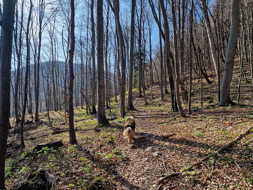 Stolpnik, 15. 3. 2026