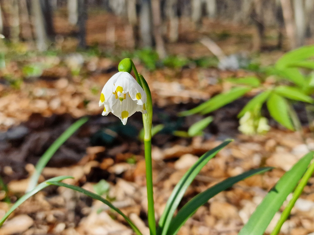 Stolpnik, 15. 3. 2026