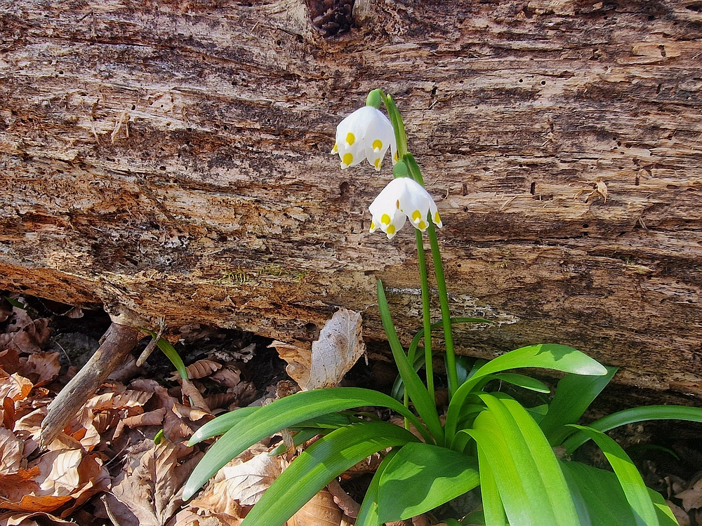 Stolpnik, 15. 3. 2026