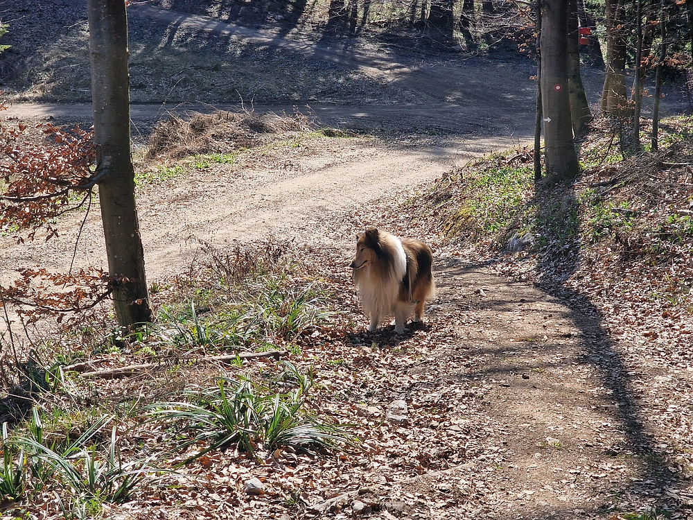 Stolpnik, 15. 3. 2026