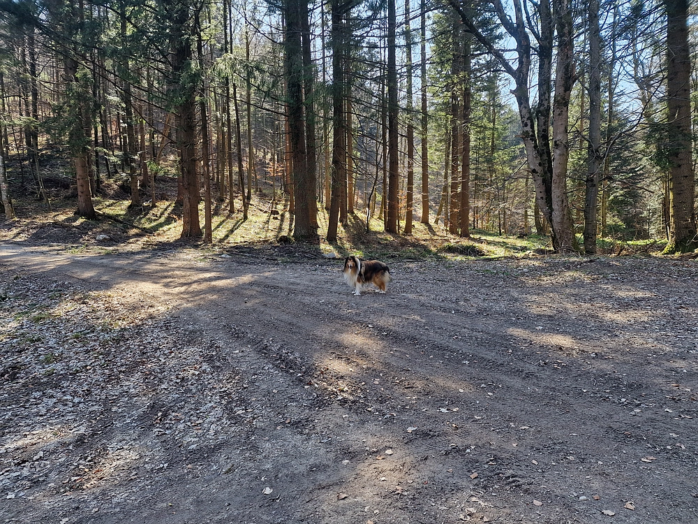 Stolpnik, 15. 3. 2026